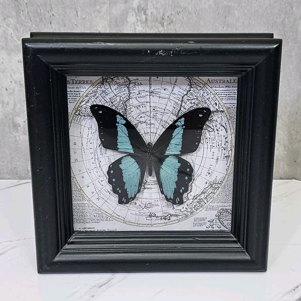 Framed Real Butterfly On Map Papilio Bromius Display‎ Lepidopterology Taxidermy
